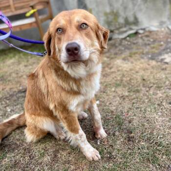 Mixed Breed and Australian Shepherd Dogs Available for Adoption in Westhampton, New York - Maggie | PetCurious