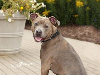 ELLEN -  Boxer and Mixed Breed Dog for Adoption in Omaha, Nebraska - ELLEN | PetCurious