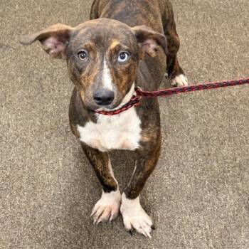 Danny -  Mixed Breed Dog for Adoption in Fredericksburg, Virginia - Danny | PetCurious