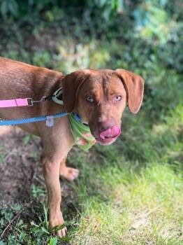Hudson -  Mixed Breed Dog for Adoption in Cincinnati, Ohio - Hudson | PetCurious