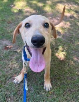 Harold aka Harry -  Mixed Breed Dog for Adoption in Taycheedah, Wisconsin - Harold Aka Harry | PetCurious