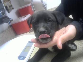 German Shepherd Dog and Mixed Breed Dogs Available for Adoption - SMARTY | PetCurious