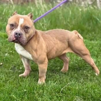 American Bully Dogs Available for Adoption in Toronto, Ontario - LuLu | PetCurious