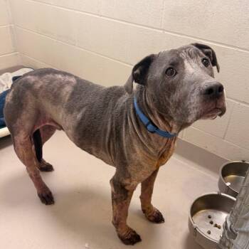 Pit Bull Terrier Dogs Available for Adoption - Dior | PetCurious