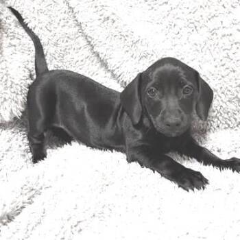 Dachshund and Mixed Breed Dogs Available for Adoption in Overland Park, Kansas - Livy | PetCurious