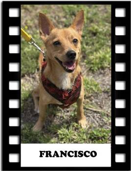 Rescue Chihuahua Dogs for Adoption in Navarre, Florida - Francisco | PetCurious
