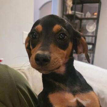 Nifty -  Mixed Breed Dog for Adoption in Brownsboro, Alabama - Nifty | PetCurious