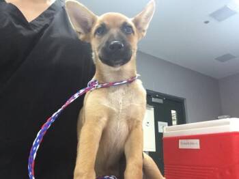 A1936626 -  German Shepherd Dog Dog for Adoption in Thousand Palms, California - A1936626 | PetCurious