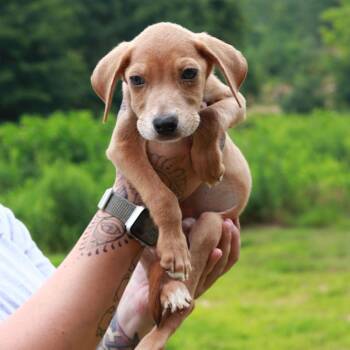 CT Atlas -  Labrador Retriever and Mixed Breed Dog for Adoption in Eastford, Connecticut - CT Atlas | PetCurious