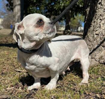 Shih Tzu Dogs Available for Adoption - Sherry | PetCurious
