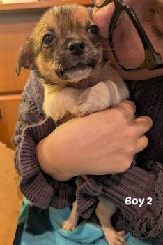 Scotch boy 2 -  Wirehaired Terrier and Shih Tzu Dog for Adoption in Brockport, New York - Scotch Boy 2 | PetCurious