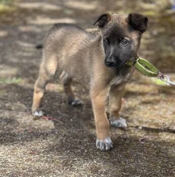 Chihuahua and Australian Shepherd Dogs Available for Adoption in Portland, Oregon - Ozzy | PetCurious