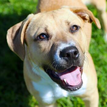 Labrador Retriever and Boxer Dogs Available for Adoption in Kansas City, Missouri - Luna | PetCurious