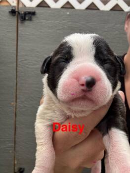 American Staffordshire Terrier Dogs Available for Adoption - Lilly