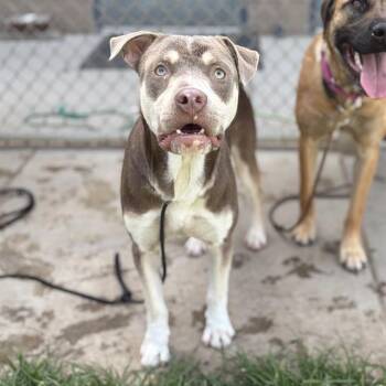 STORMY -  Pit Bull Terrier and Mixed Breed Dog for Adoption in Modesto, California - STORMY | PetCurious