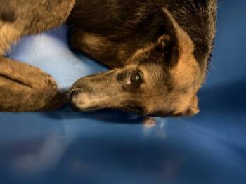 German Shepherd Dog and Mixed Breed Dogs Available for Adoption in Dallas, Texas - BABY | PetCurious