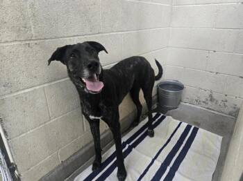 ARLO -  Australian Cattle Dog Blue Heeler and Mixed Breed Dog for Adoption in Albuquerque, New Mexico - ARLO | PetCurious