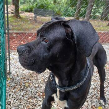 Rescue Mastiff and Great Dane Dogs for Adoption in Branson, Missouri - Billy Black | PetCurious