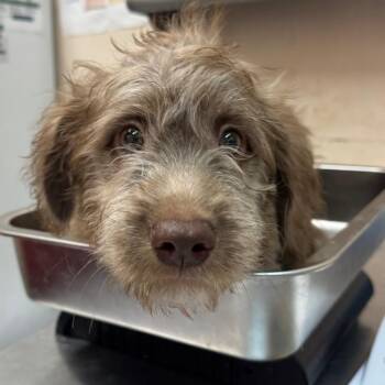 Knoxy -  Terrier Dog for Adoption in Birmingham, Alabama - Knoxy | PetCurious