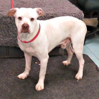 Rescue Pit Bull Terrier Dogs for Adoption in Lexington, Virginia - Sez | PetCurious