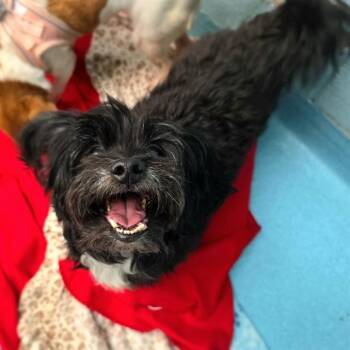 Lhasa Apso and Mixed Breed Dogs Available for Adoption in Long Beach, California - HARPER | PetCurious