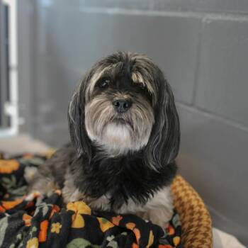Lhasa Apso Dogs Available for Adoption - Winston | PetCurious