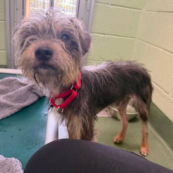 McCoy -  Border Terrier Dog for Adoption in West Palm Beach, Florida - McCoy | PetCurious