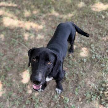 Foolery -  Basset Hound and Mixed Breed Dog for Adoption in Carencro, Louisiana - Foolery | PetCurious