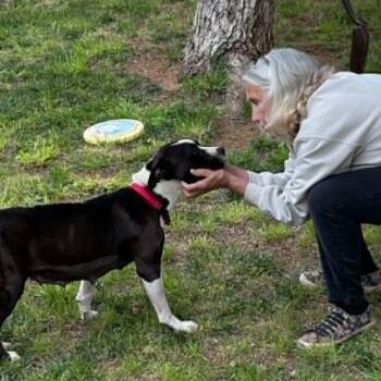 Faith -  Pit Bull Terrier Dog for Adoption in Wantagh, New York - Faith | PetCurious