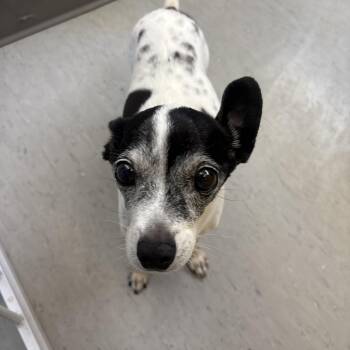 Henrietta -  Chihuahua Dog Available for Adoption in Phoenix, Arizona - Henrietta | PetCurious