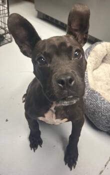 Zeula -  French Bulldog and Boston Terrier Dog for Adoption in Greenwood, Mississippi - Zeula | PetCurious