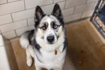Koda -  Siberian Husky and German Shepherd Dog Dog for Adoption in Woodbury, Minnesota - Koda | PetCurious