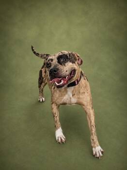 Matcha -  Pit Bull Terrier Dog for Adoption in New Iberia, Louisiana - Matcha | PetCurious