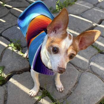 Chihuahua Dogs Available for Adoption in Longview, Texas - Ozzy | PetCurious
