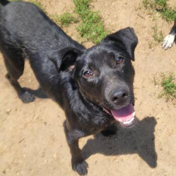 Bernadette -  Labrador Retriever and Mixed Breed Dog for Adoption in West Point, Mississippi - Bernadette | PetCurious
