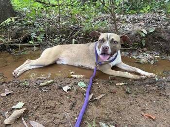 TILLY -  Mixed Breed Dog for Adoption in Charlotte, North Carolina - TILLY | PetCurious