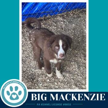 Big Mackenzie (Aussie Posse) 071826 -  Australian Shepherd and Poodle Dog for Adoption in Kimberton, Pennsylvania - Big Mackenzie (Aussie Posse) 071826 | PetCurious