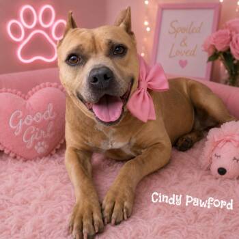 Cindy Pawford -  Pit Bull Terrier Dog for Adoption in Anahuac, Texas - Cindy Pawford | PetCurious