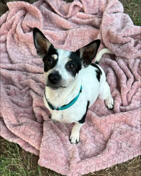 Rat Terrier Dogs Available for Adoption - Anna | PetCurious