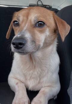 Chihuahua and Dachshund Dogs Available for Adoption in Armada, Michigan - Keto | PetCurious