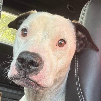 Little Dog: Not at shelter (Ron) -  Pit Bull Terrier Dog for Adoption in Rustburg, Virginia - Little Dog: Not At Shelter (Ron) | PetCurious