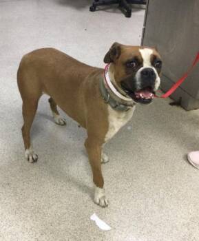 Boxer Dogs Available for Adoption in Riverside, California - DARLA | PetCurious