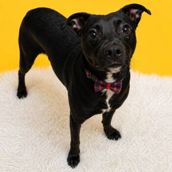 Mixed Breed Dogs Available for Adoption in Binghamton, New York - Mike | PetCurious