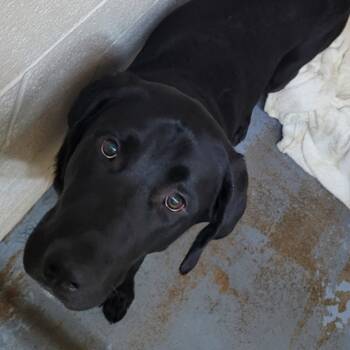 Rescue Mixed Breed Dogs for Adoption in Duncan, Oklahoma - Marvin | PetCurious