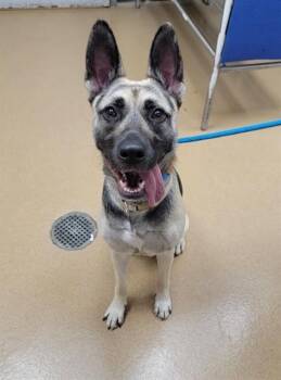 JUNE -  German Shepherd Dog and Mixed Breed Dog for Adoption in St. Peters, Missouri - JUNE | PetCurious