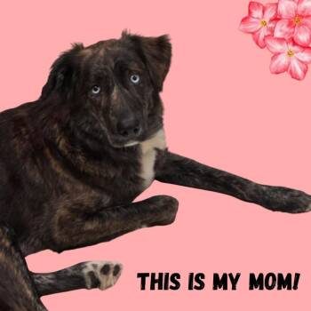 Mixed Breed Dogs Available for Adoption in Fredericksburg, Virginia - McCafe | PetCurious