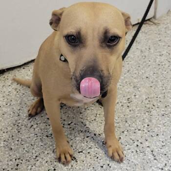 Black Mouth Cur Dogs Available for Adoption in Hattiesburg, Mississippi - Serena | PetCurious