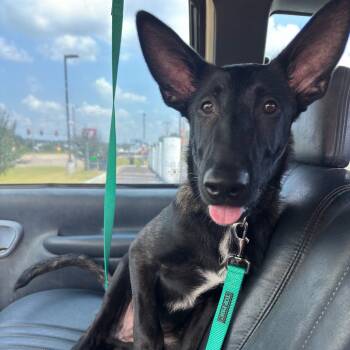 Rescue Dutch Shepherd Dogs for Adoption in Tulsa, Oklahoma - Vinny | PetCurious