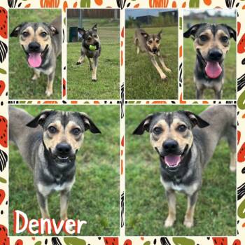 Rescue Shepherd Dogs for Adoption in Fort Smith, Arkansas - Denver | PetCurious
