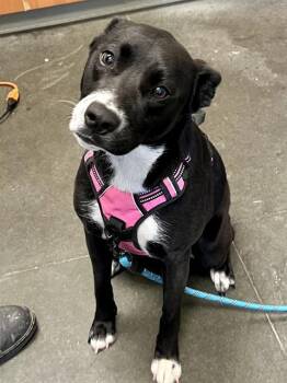 LILITH -  Pit Bull Terrier and Labrador Retriever Dog Available for Adoption in Santa Cruz, California - LILITH | PetCurious